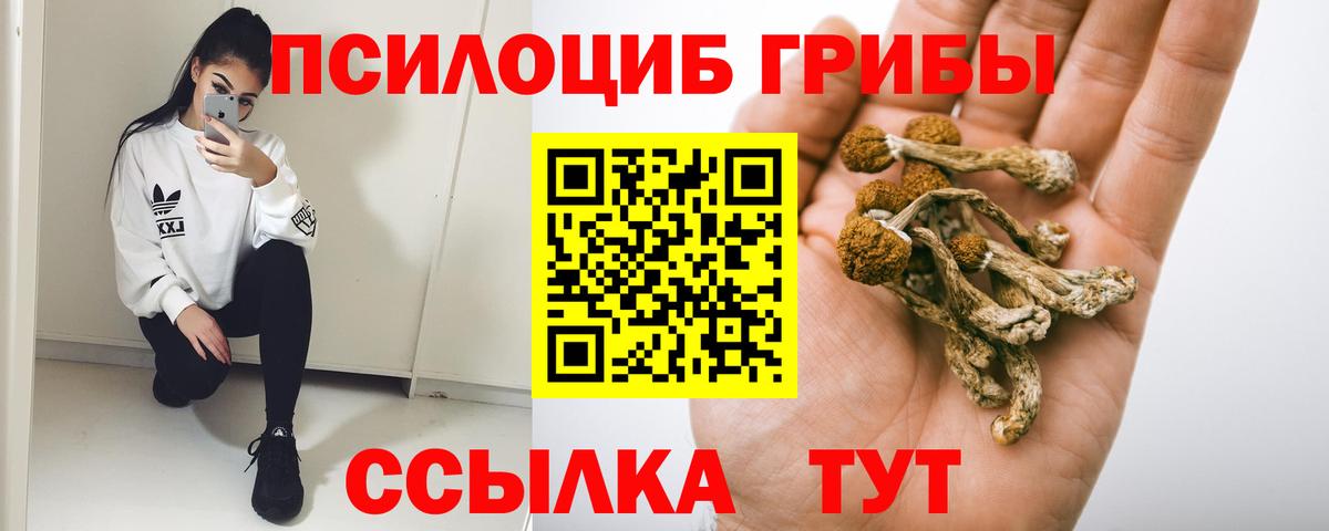 Псилоцибиновые грибы Psilocybe  Вход с VPN  Гатчина  Псилоцибиновые грибы Psilocybe 